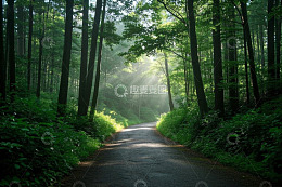 林间小道阳光穿透茂密树林