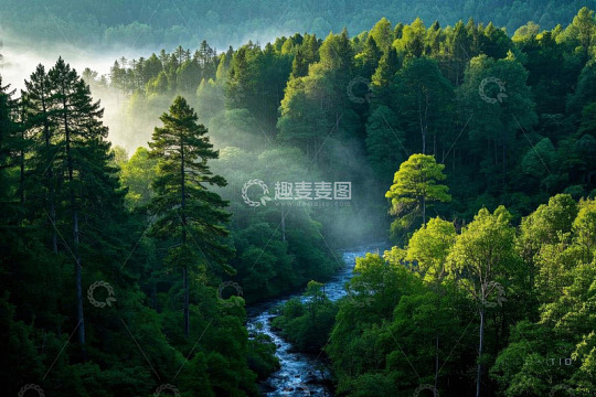 森林间蜿蜒流淌的河流景观