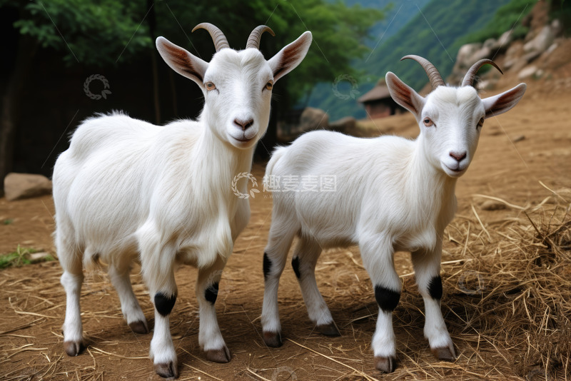 高清大图下载【趣麦麦图】两只白色山羊站在户外