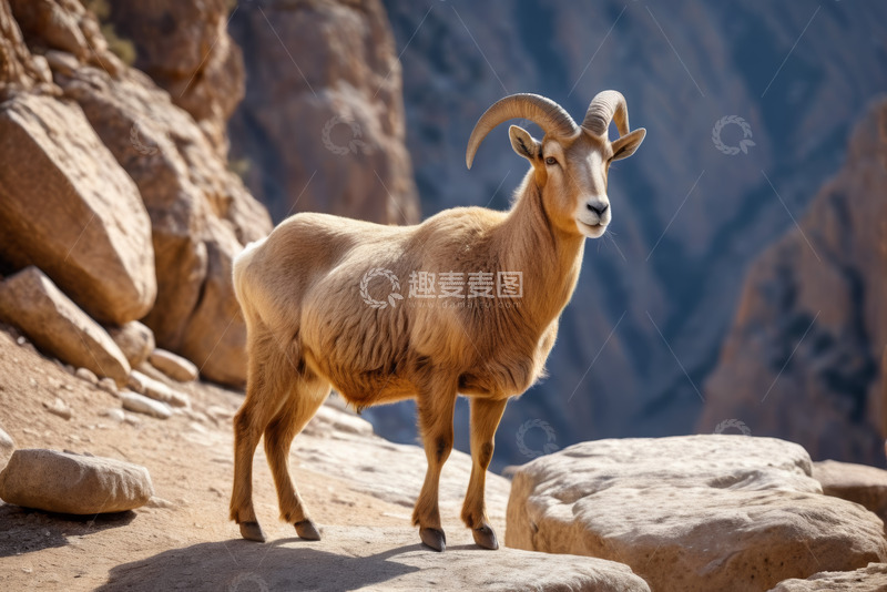 高清大图下载【趣麦麦图】山间站立的野生盘羊