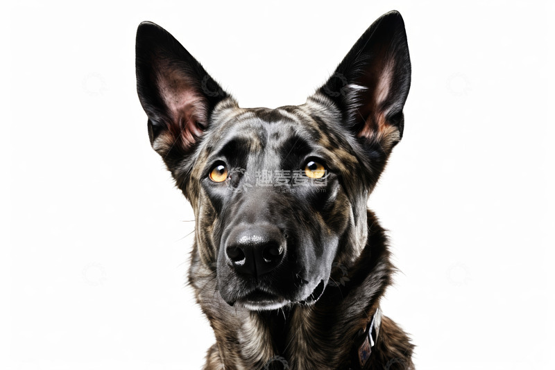 高清大图下载【趣麦麦图】黑棕相间狗的特写肖像