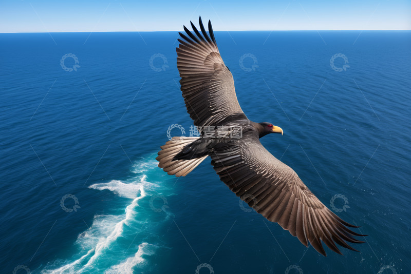 高清大图下载【趣麦麦图】老鹰海上展翅飞行