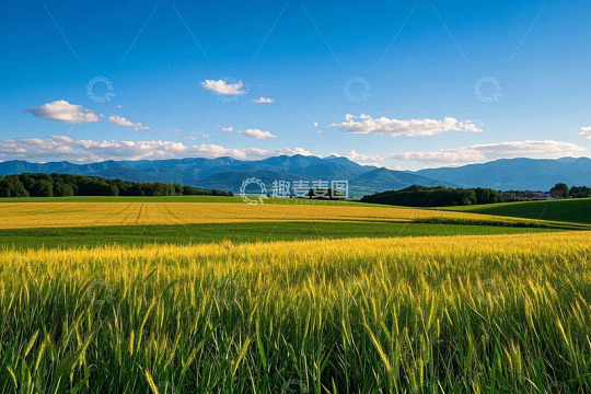 麦田自然风光全景