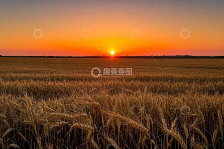 夕阳下的麦田风光