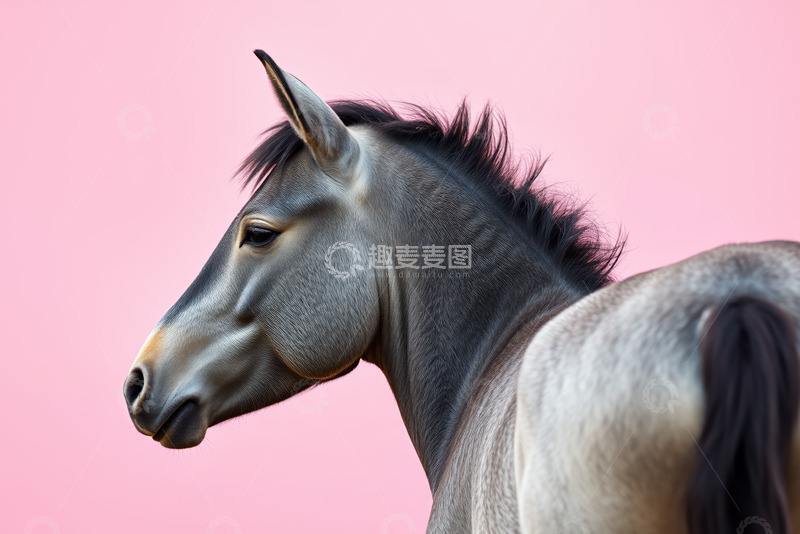 高清大图下载【趣麦麦图】粉色背景下的马侧面特写