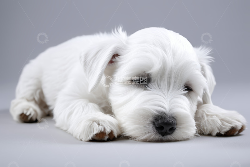 高清大图下载【趣麦麦图】趴着的白色小狗特写
