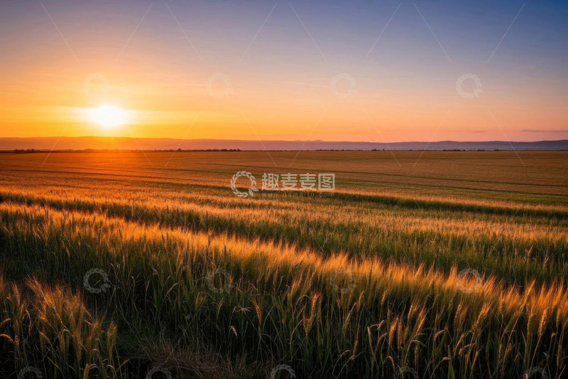 高清大图下载【趣麦麦图】夕阳下的麦田自然景观