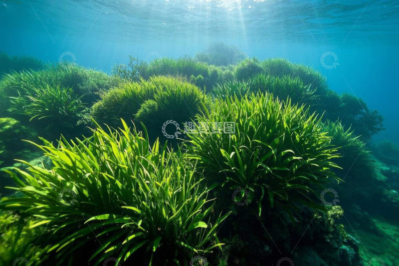 高清大图下载【趣麦麦图】水下茂盛的绿色海草景观