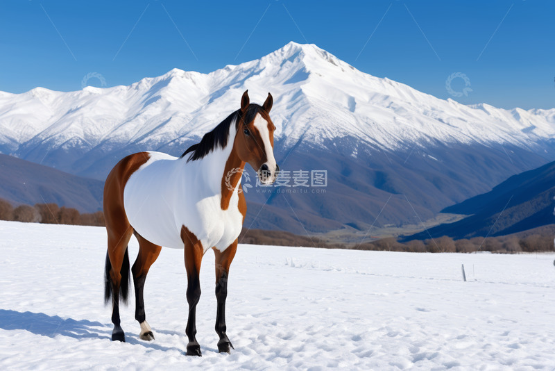 高清大图下载【趣麦麦图】雪山下雪地中的马匹