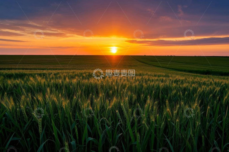 高清大图下载【趣麦麦图】麦田日落自然风光景象