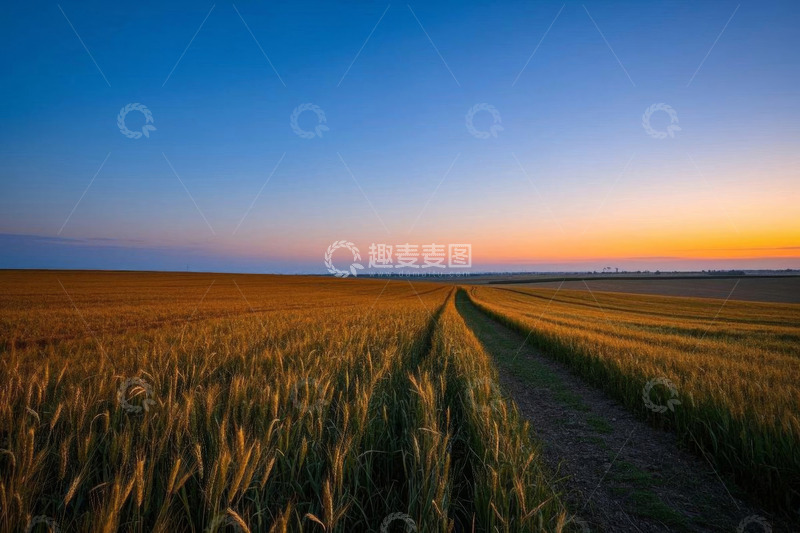 高清大图下载【趣麦麦图】麦田日落全景