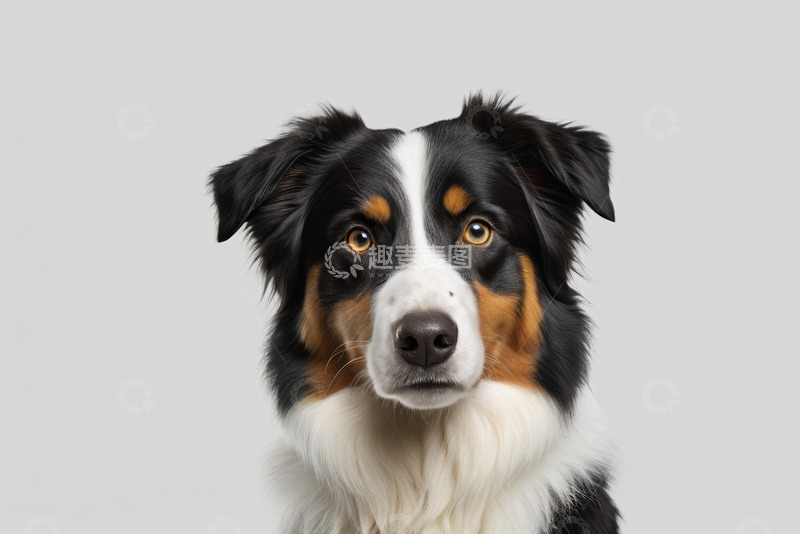 高清大图下载【趣麦麦图】黑白棕三色狗特写