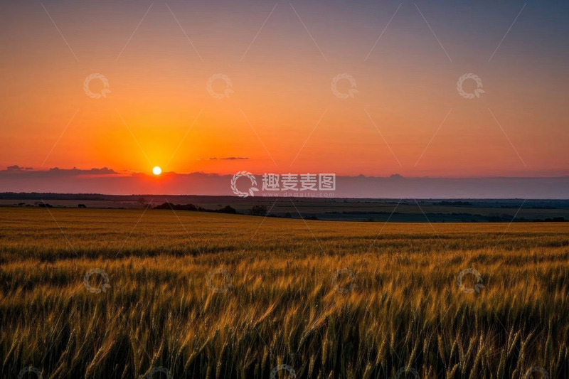 高清大图下载【趣麦麦图】麦田日落自然景观