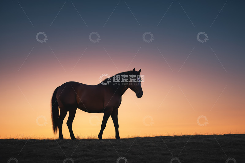 高清大图下载【趣麦麦图】夕阳下草原上的骏马