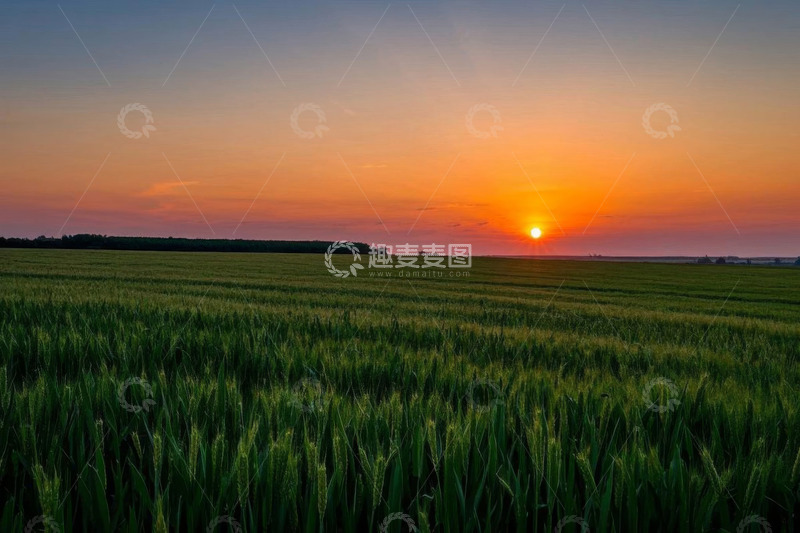 高清大图下载【趣麦麦图】麦田日落全景