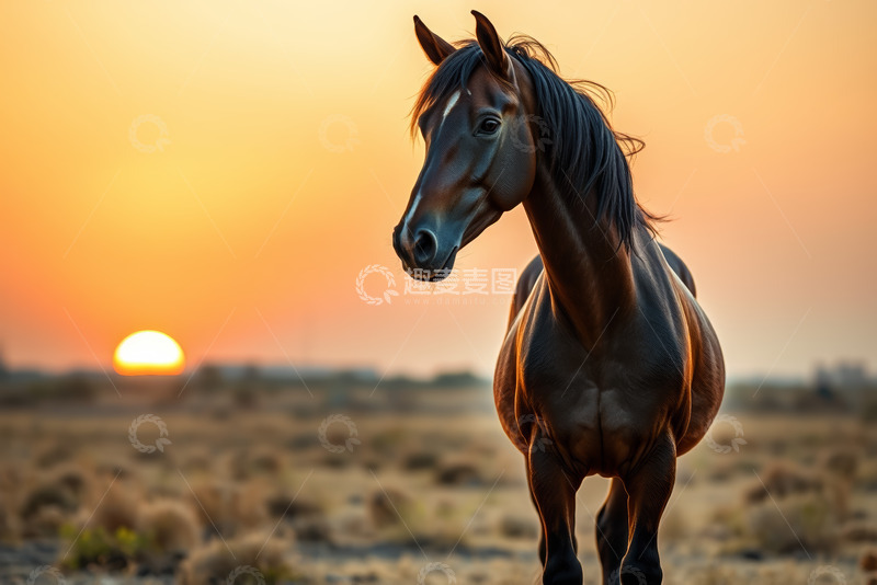 高清大图下载【趣麦麦图】夕阳下草原上的骏马