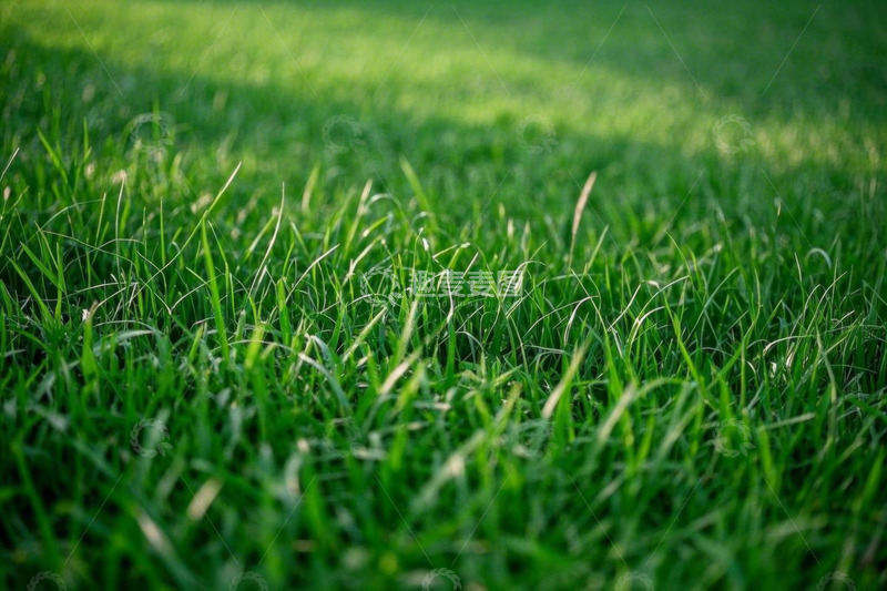 高清大图下载【趣麦麦图】特写绿色草地自然风光