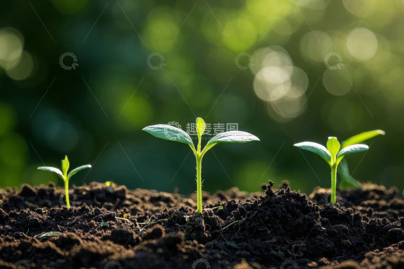 高清大图下载【趣麦麦图】破土而出的嫩绿幼苗