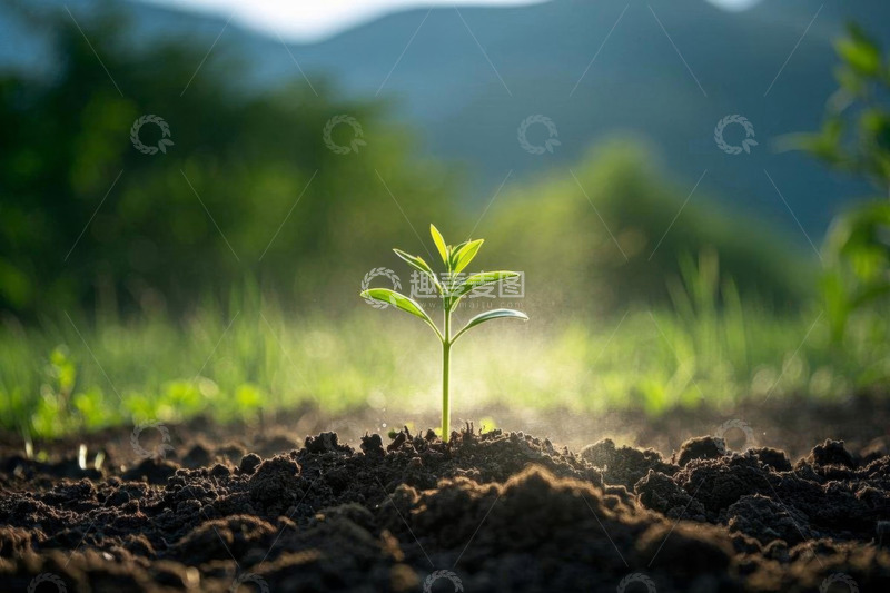 高清大图下载【趣麦麦图】新生植物破土而出特写