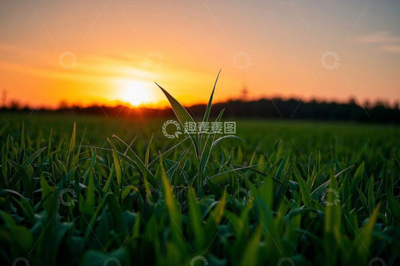 高清大图下载【趣麦麦图】夕阳下的绿色农田景观