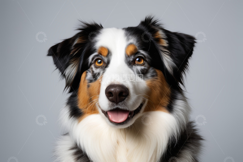 高清大图下载【趣麦麦图】三色毛发澳大利亚牧羊犬特写