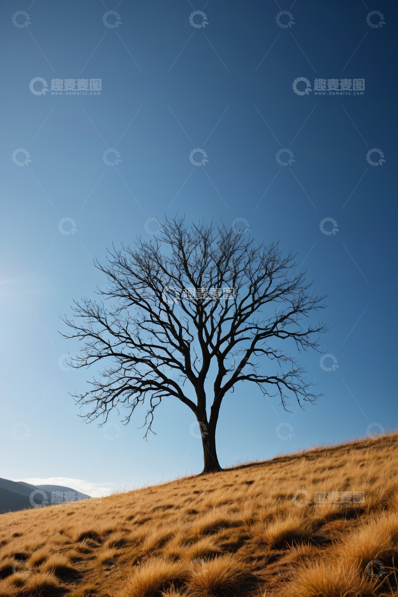 高清大图下载【趣麦麦图】山坡上的孤独树木