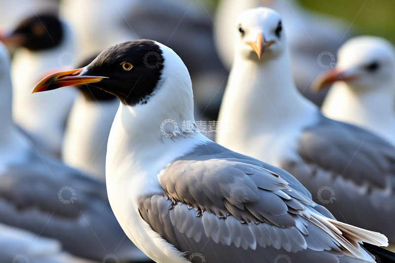 高清大图下载【趣麦麦图】群集海鸥特写