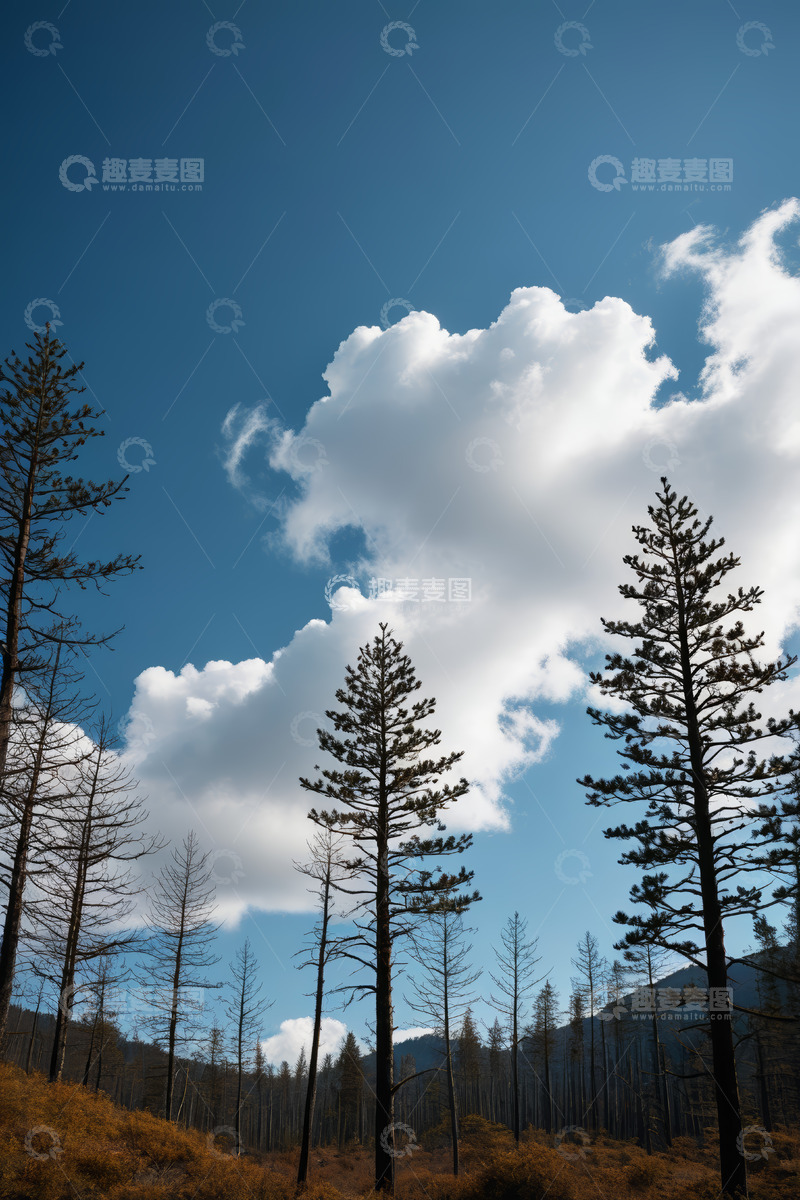 高清大图下载【趣麦麦图】森林上空蓝天白云景象