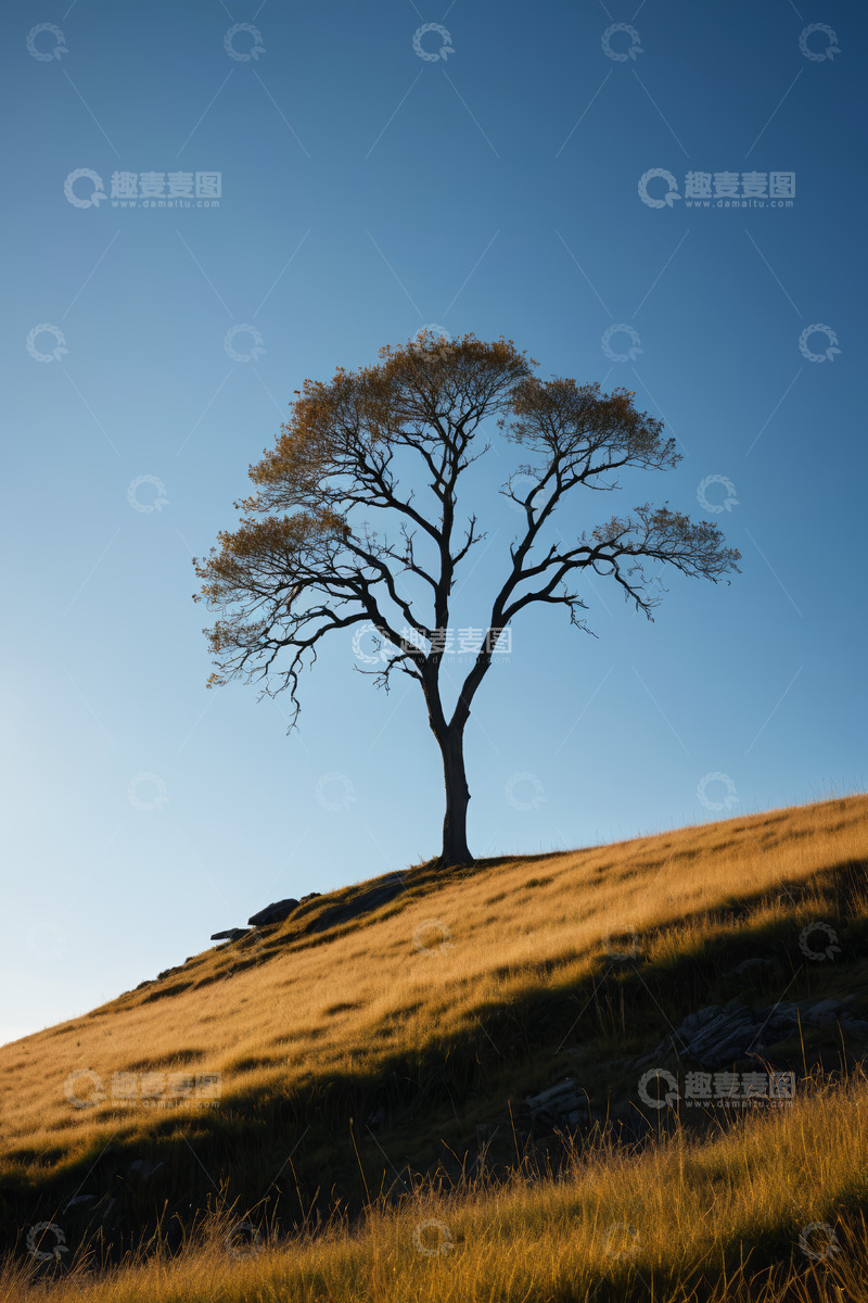 高清大图下载【趣麦麦图】山丘上的孤树自然风光