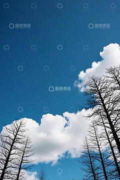 蓝天之下枯树与白云景象