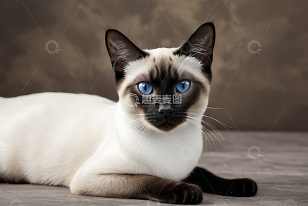 蓝眼暹罗猫趴卧姿态素材