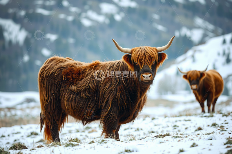 高清大图下载【趣麦麦图】雪地上的长毛牛特写