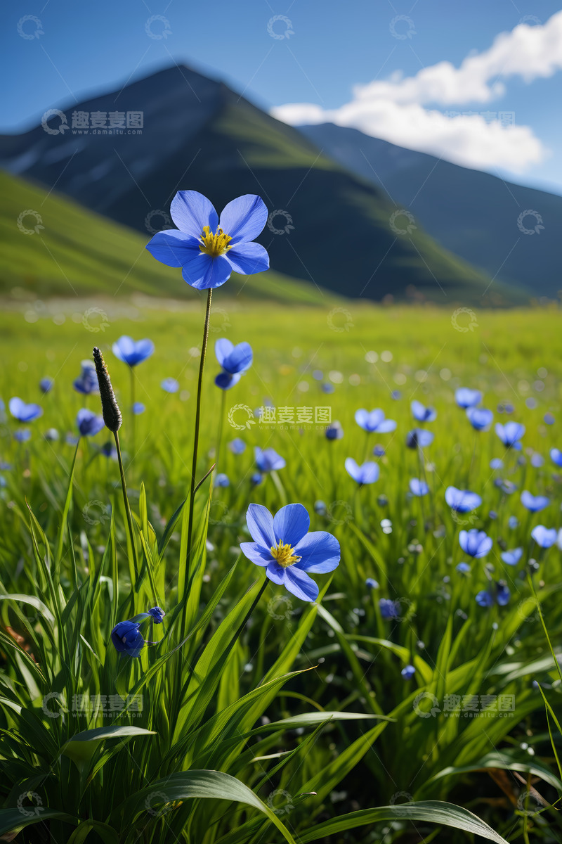 高清大图下载【趣麦麦图】草原上绽放的蓝色小花