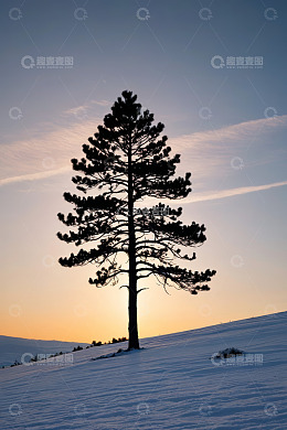 雪地中孤树立于夕阳下