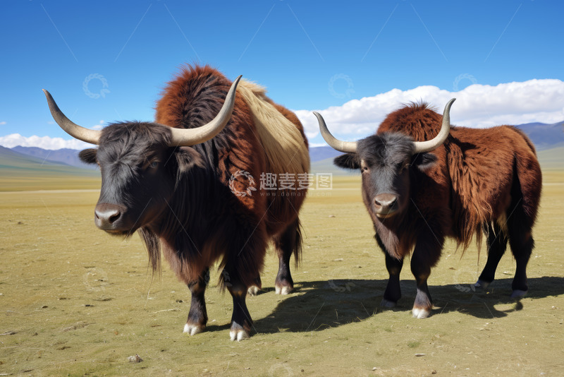 高清大图下载【趣麦麦图】草原上的两头牦牛