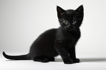 黑色小猫正坐姿态素材