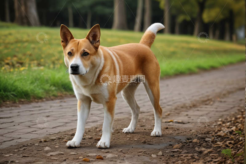 高清大图下载【趣麦麦图】公园中小狗站立在步道上