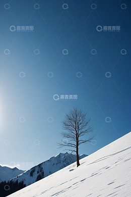 雪山坡上的光秃树木