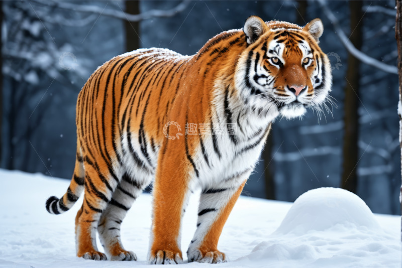 高清大图下载【趣麦麦图】雪地中的老虎特写