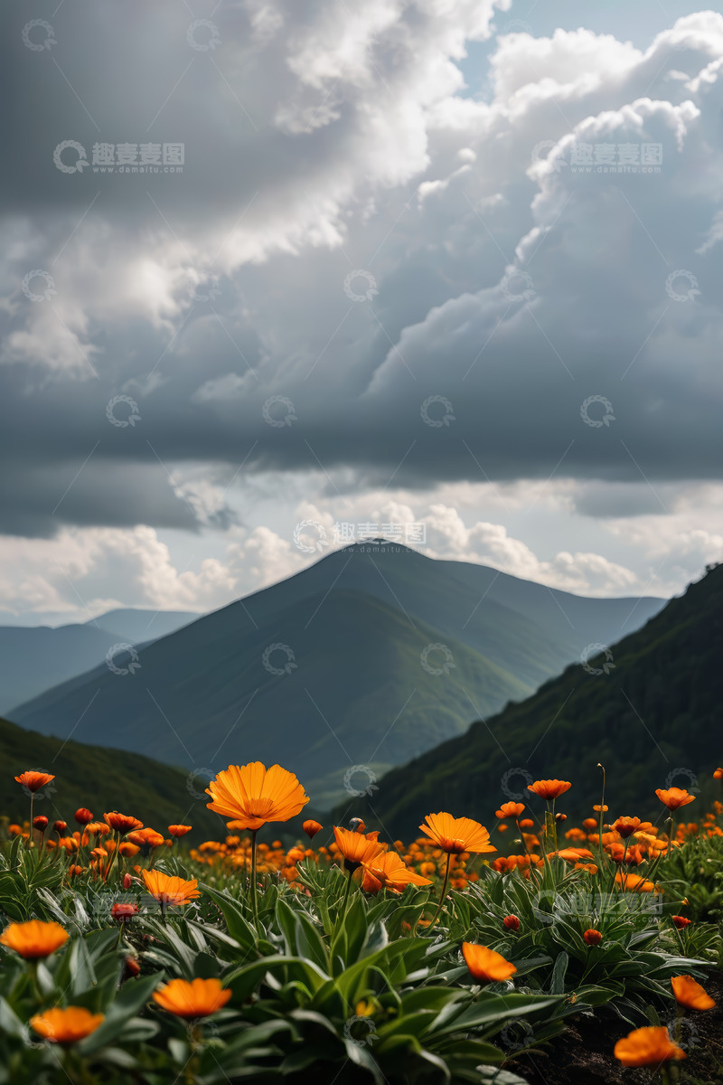 高清大图下载【趣麦麦图】山间盛放的橙色花朵与云层