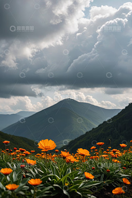 山间盛放的橙色花朵与云层