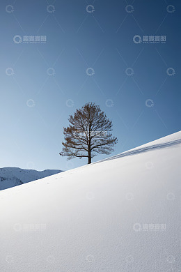 雪坡上的单棵树木景观