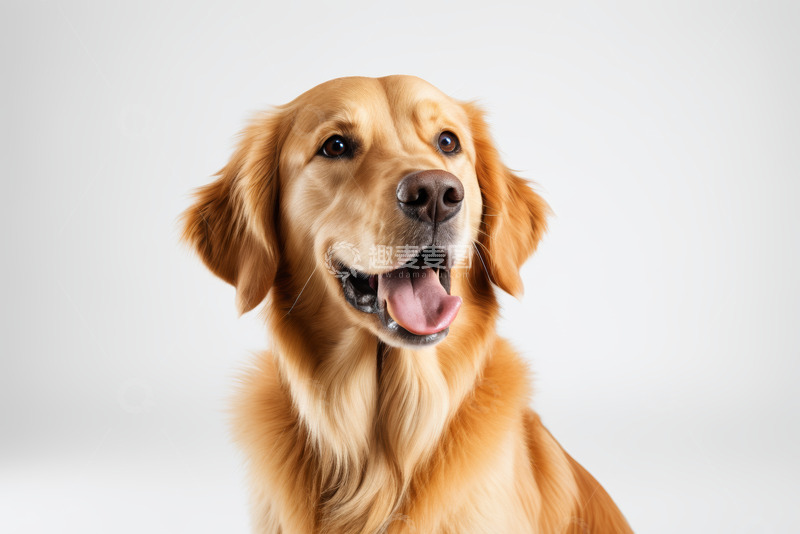 高清大图下载【趣麦麦图】金毛犬特写