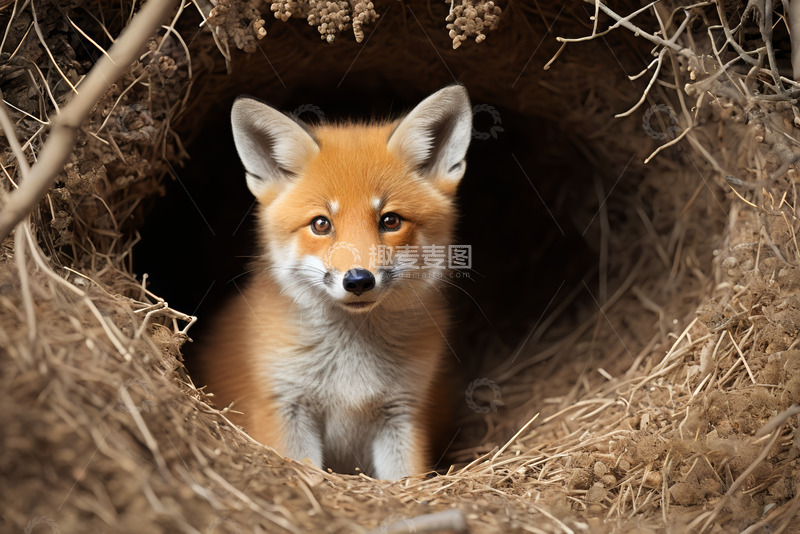 高清大图下载【趣麦麦图】洞穴中的小狐狸