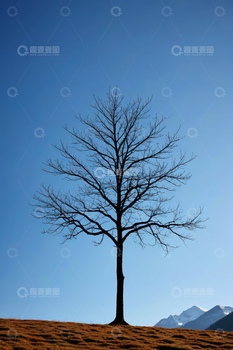 高清大图下载【趣麦麦图】蓝天旷野中的孤独树木