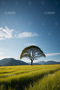 田野中孤树立于蓝天白云下