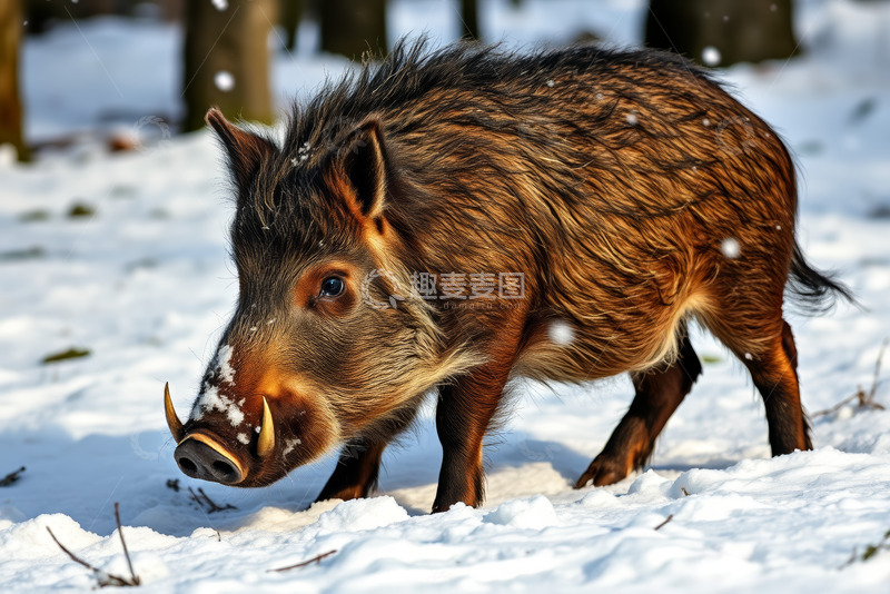 高清大图下载【趣麦麦图】雪地中的野猪特写