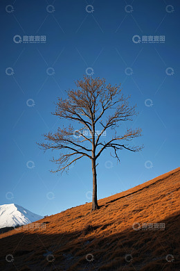 山坡上的孤树与远山景观