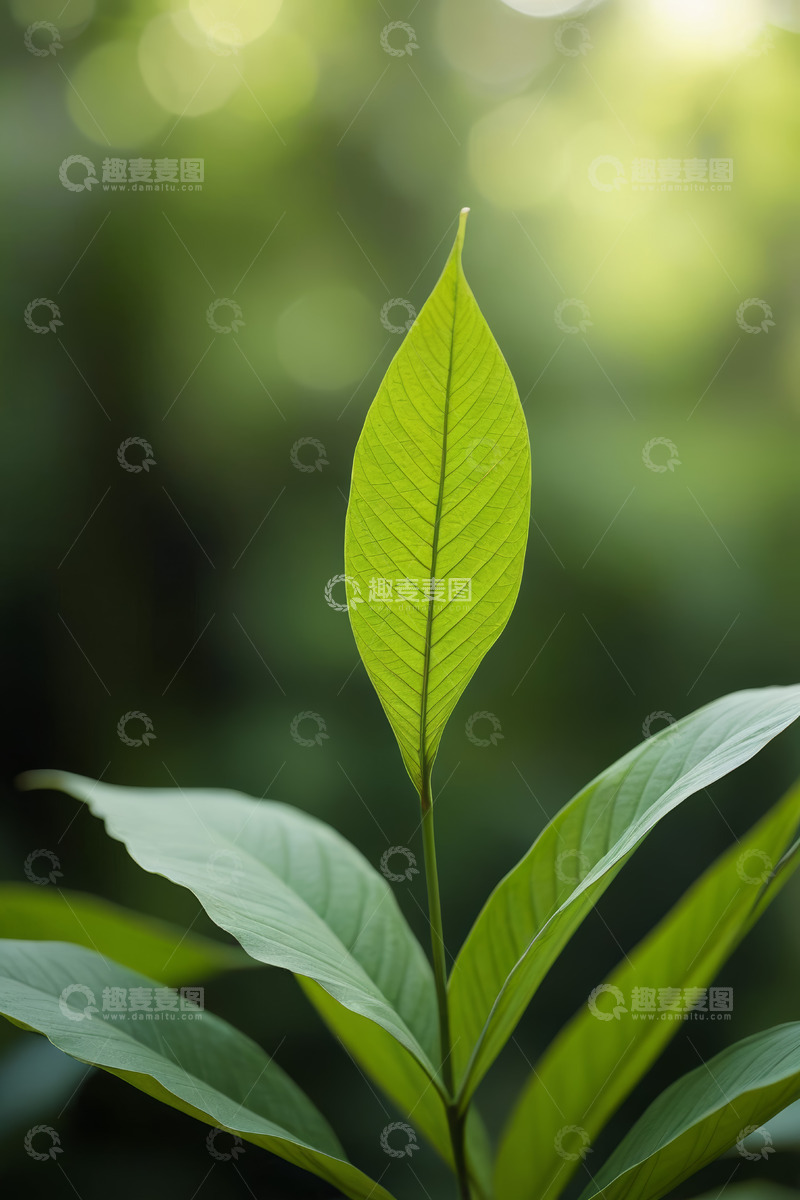 高清大图下载【趣麦麦图】特写绿色植物叶片