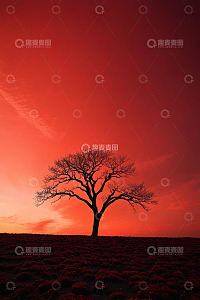 夕阳下的孤独树木剪影